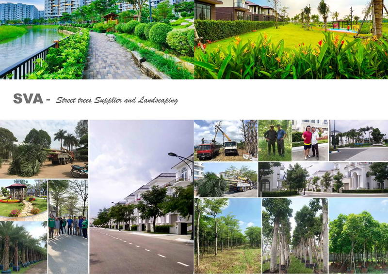 Cung cấp Cây xanh đường phố và dự án